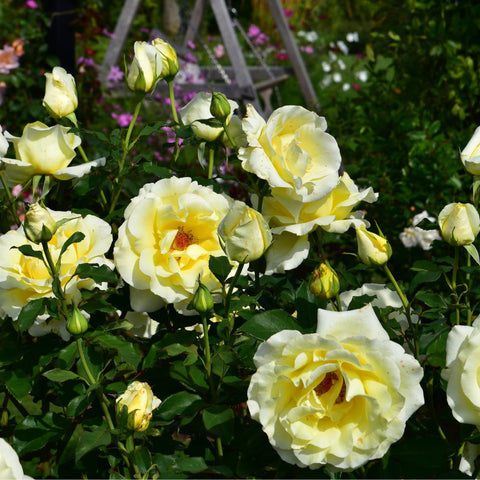 Cluster of cream and yellow roses on leafy stems with several buds