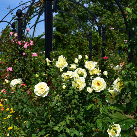 Large garden rose shrubs with pale yellow blossoms along an arched trellis