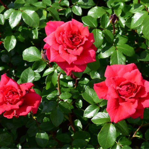 Cluster of red rose flowers with glossy green leaves on stems