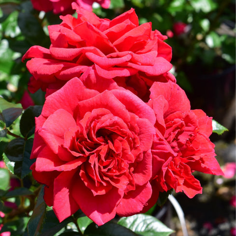 Close-up of red rose flowers with ruffled layered petals and green foliage