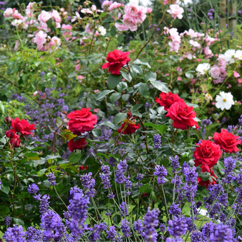 Garden display of red rose flowers among purple and light flowers with green leaves