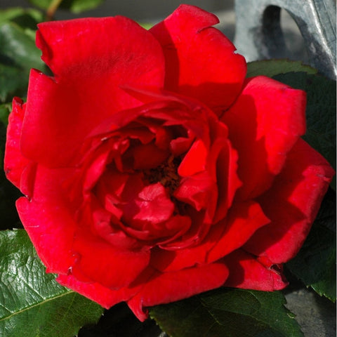 Close-up red rose flower with layered petals and green leaves