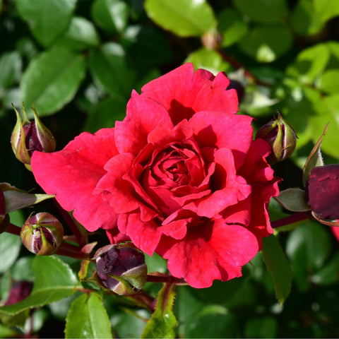 Red rose bloom with buds and green leaves on the stem