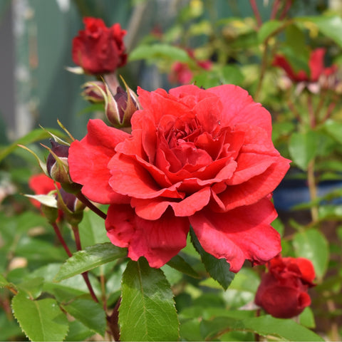Red double rose blossoms with green serrated leaves and buds on branching stems