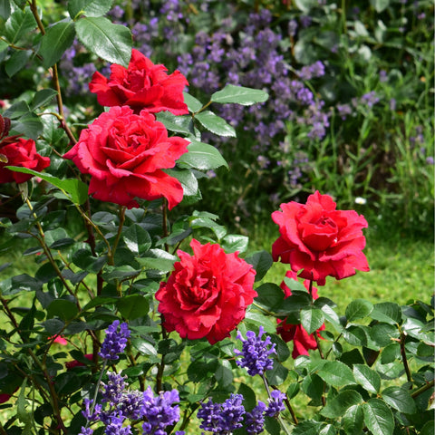 Red double rose flowers with glossy green leaves on a leafy flowering bush