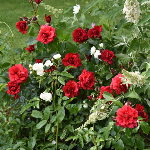 Cluster of red rose blooms with green foliage on a leafy flowering shrub