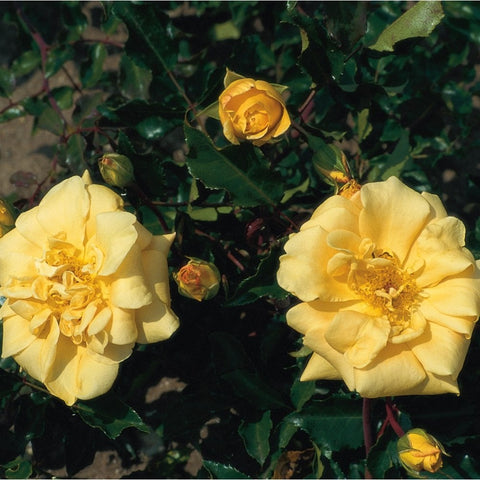 Yellow rose blossoms and a bud on green stems and leaves, with two flowers in bloom