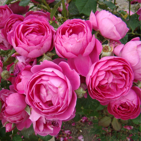 Pink rose cluster with layered petals and green leaves, close-up view