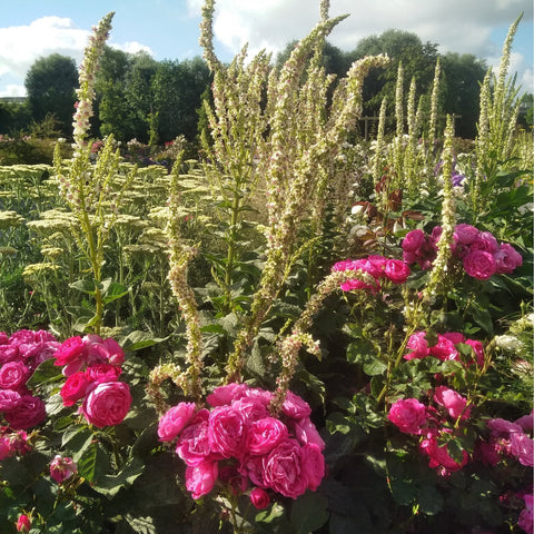 Pink rose bush in a garden bed with tall flowering stems and leaves