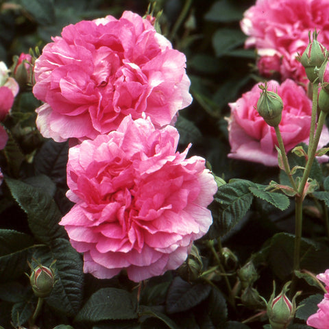 Empress Josephine rose blooms, bright pink double flowers with green leaves and buds