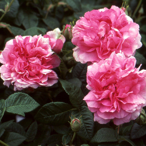 Empress Josephine rose blossoms, soft pink and hot pink double flowers with leaves