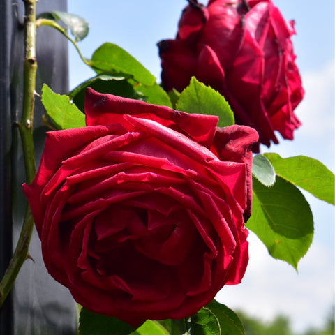 Red rose climber with two large blooms and fresh green leaves