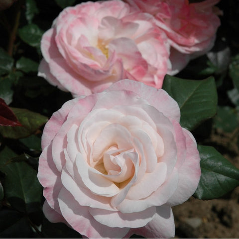 Pink and white rose blooms with layered petals and green leaves