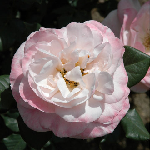 Pale pink and white rose with ruffled petals and yellow center