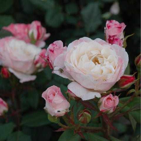 Creamy white rose with pale pink tinges, surrounded by pink buds