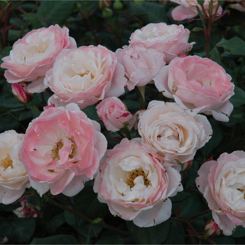 Group of pale pink and white rose blooms with green leaves