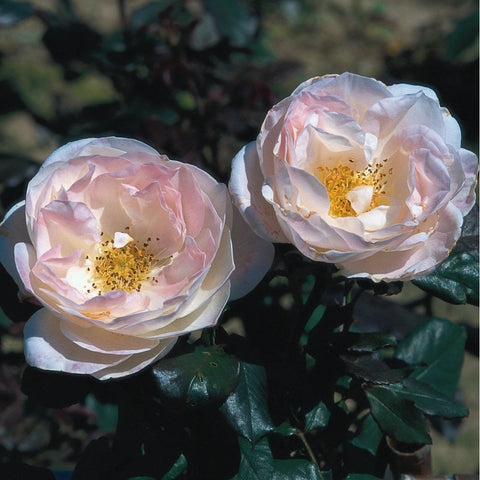 Two pale pink rose blossoms with yellow centers and green leaves
