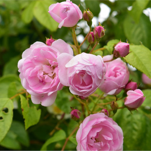 Pink rose blossoms with green leaves on a branching rose stem