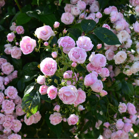 Cluster of pale pink roses and buds on dark green foliage