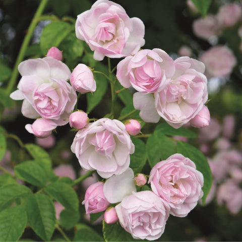 Light pink rose blossoms with buds and serrated green leaves