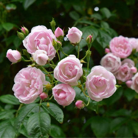 Pale pink roses and unopened buds on green stems and leaves