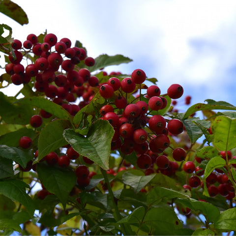 Red rose hips and green leaves on a shrub branch