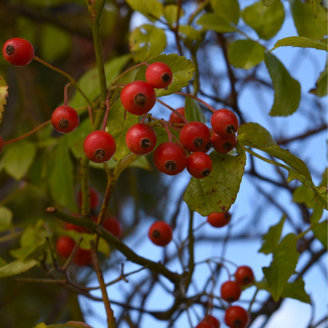 Red berry shrub with clusters of round red fruit and green leaves on branches