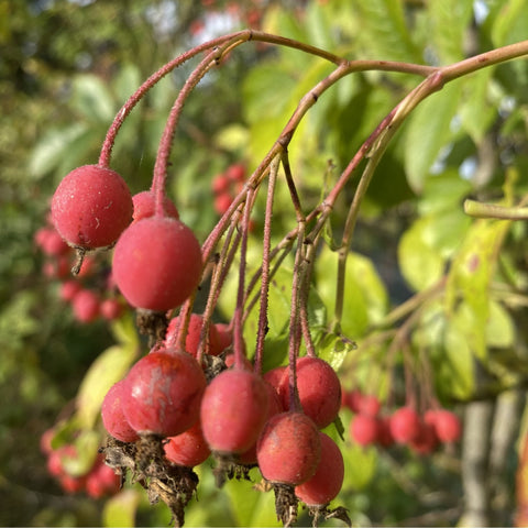 Close-up of red berries on thin stems with green leaves
