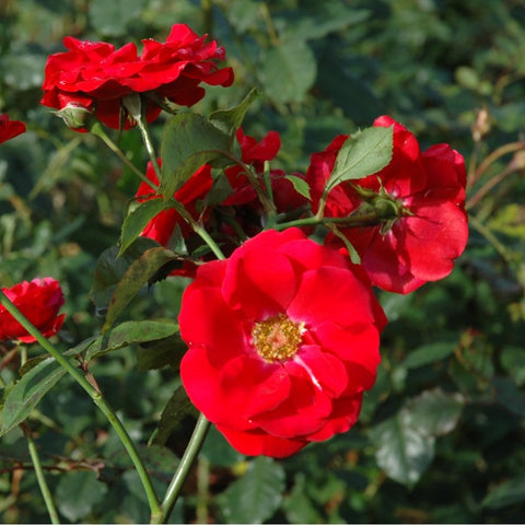 Evelyn Fison rose spray with multiple red blooms, green leaves and buds on stems