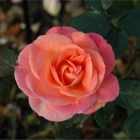 Coral-pink rose blossom with tightly layered petals and green leaves