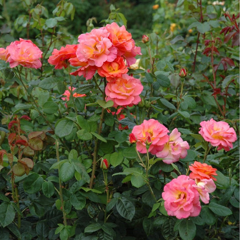 Pink and orange rose bush with multiple blooms and dark green leaves