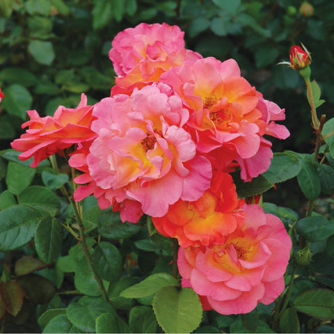 Pink and orange double rose blooms with layered petals and green leaves