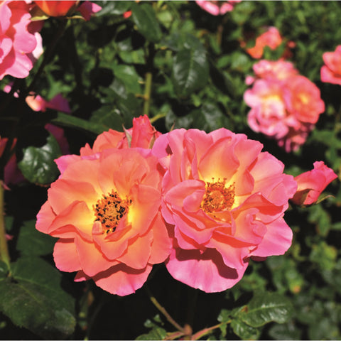 Two pink-and-orange rose flowers with yellow centers and green leaves