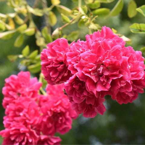 Pink double rose blooms cluster on leafy stems