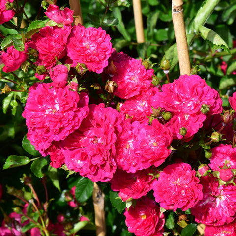 Dense spray of bright pink rose blooms on woody stems
