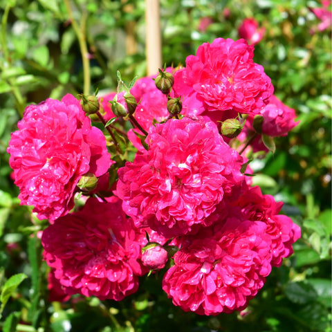 Cluster of bright pink double rose blossoms with green buds on stems
