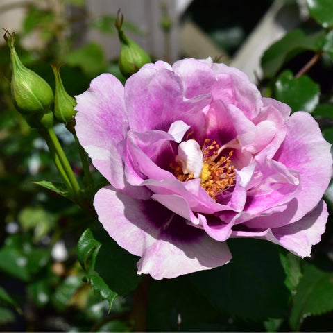 Light pink rose blossom with darker pink edges and green buds on branching stems
