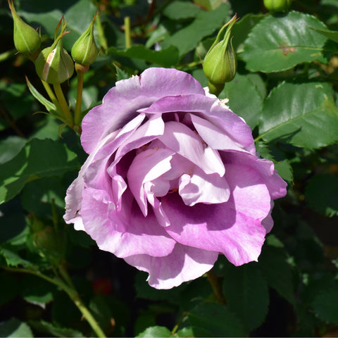 Pink rose flower with ruffled petals, lime-green buds, and dark green leaves
