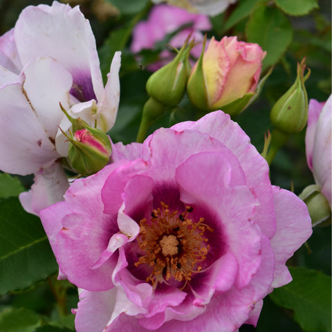Pink rose bloom with yellow center among green buds and a pale white flower