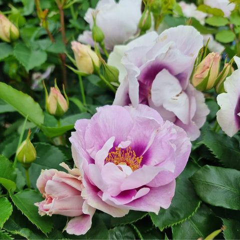Cluster of pale pink and white rose blossoms with green buds and leaves