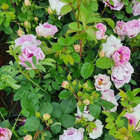 Pink and white rose plant with layered blooms and green foliage
