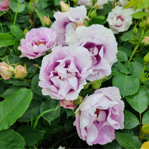 Close-up of pale pink and white roses with darker pink centers and green leaves