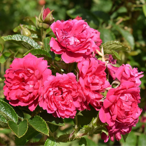 F. J. Grootendorst rose with bright pink double blooms on leafy stems