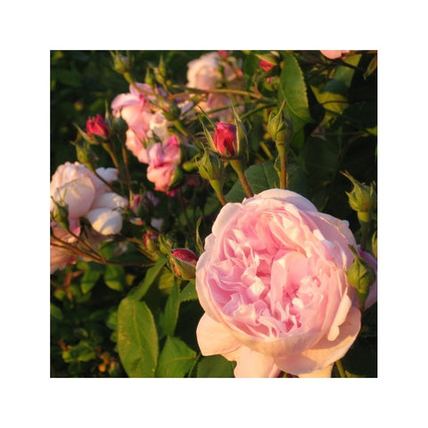 Pale pink rose bloom with green foliage and flower buds
