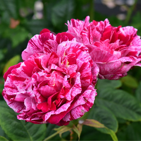 Pink and red striped rose bloom with layered ruffled petals