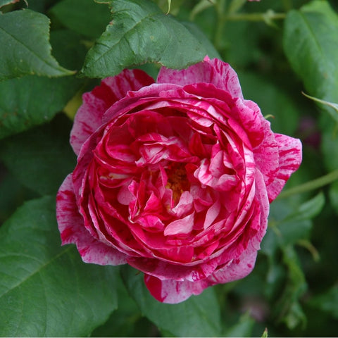 Pink rose with red speckles and lighter center on green leaves