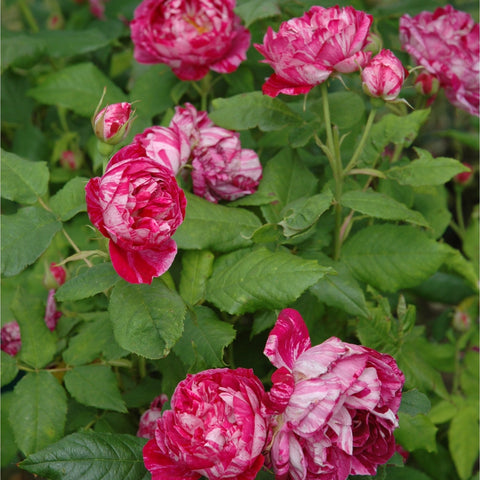 Multiple pink-and-white striped rose buds and blooms on leafy stems