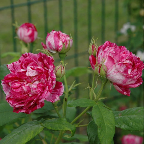 Cluster of pink rose blooms with cream stripes and striped buds