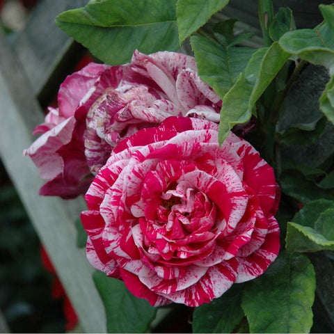Pink and red striped rose bloom with rolled center on green leaves