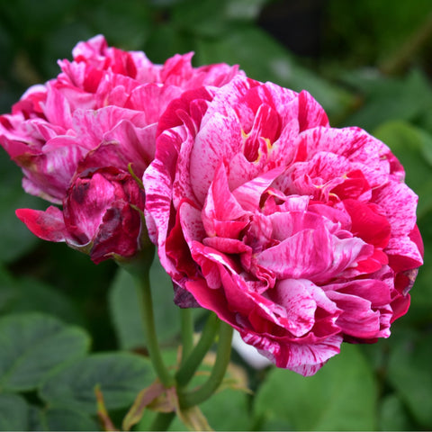 Pink rose flower with cream streaks on a green leafy stem